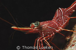found in Lembeh; d200 by Thomas Lueken 